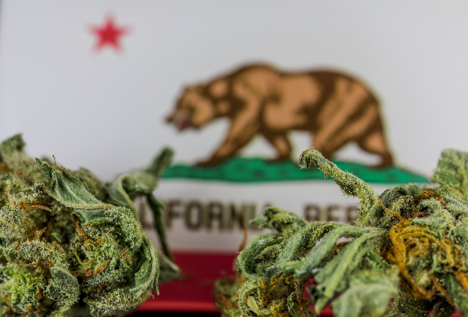 Medical Cannabis in California - frosty medical cannabis and flag of California background.